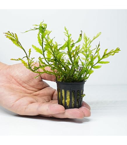 大量無農薬 ボルビティス ヒュディロティ 水草 アヌビアス 観葉植物 水上葉 楽天市場】（水草）ボルビティス ヒュディロティ（水中葉）（無農薬