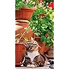 猫 Iphone Se 8 7 6s 750 1334 壁紙 猫侍 玉之丞 その他 スマホ用画像 猫 Iphone Se 8 7 6s 750 1334 壁紙 猫侍 玉之丞 その他 スマホ用画像