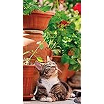 猫 壁紙 スマポ 猫 壁紙 スマポ