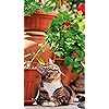 猫 フルhd 1080 19 スマホ壁紙 待受 岩合光昭 見上げる その他 スマホ用画像