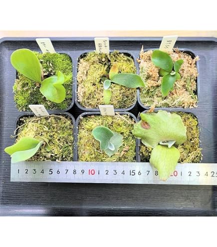 Amazon.co.jp: °☆リドレイ*°ビカクシダ 胞子培養株 子株 ポット苗