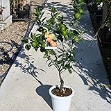 小みかん鉢植え ミニみかん鉢入り小みかん 紀州みかん 接ぎ木苗 6号鉢植え