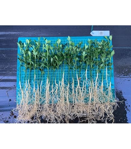 からたち（枳殻）の苗木　農薬不使用　実生苗800本セット Amazon.co.jp: カラタチの実生苗 40苗 柑橘 枳殻 台木 アゲハ蝶