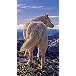 オオカミ HD(720×1280)壁紙 Woelfe - Wolves - Loups 2021 Artwork: Kalender オオカミ HD(720×1280)壁紙 Woelfe - Wolves - Loups 2021 Artwork: Kalender