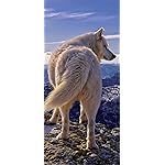 オオカミ iPhone 15,14,13,12,11,X 壁紙(1125x2436) Woelfe - Wolves - Loups 2021 Artwork: Kalender オオカミ iPhone 15,14,13,12,11,X 壁紙(1125x2436) Woelfe - Wolves - Loups 2021 Artwork: Kalender