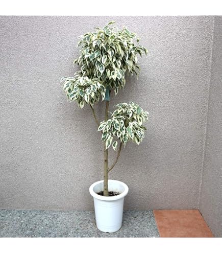 Amazon｜観葉植物 フィカス ベンジャミン ラブリー｜観葉植物