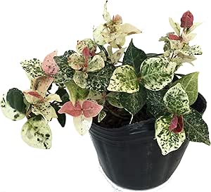 Amazon ハツユキカズラ 初雪カズラ 10potセット 下草苗 草