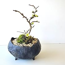 817BUS3TODL._AC_UL210_SR210,