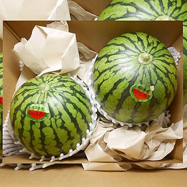 山形県産　すいか　新品種ゴールデンジャック　4Lサイズ　家庭用　特大 山形県産 すいか 新品種ゴールデンジャック 4Lサイズ 家庭用