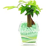 Amazon 観葉 植物 ライムポトス ハイドロカルチャー ガラス植え グリーン ボウルs お手入れ簡単 お祝い ギフトに最適 室内で安心な土を使わない 水耕栽培 お部屋にグリーンを置いてきれいな空気でリラックス 観葉植物 オンライン通販