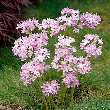 nalu様 8苗 大量苗セット 季節の花苗 おまかせセット 9ポット 1187