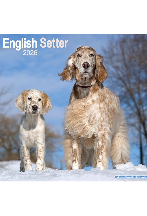 English Setter Calendar 2024 Square Dog Breed Wall Calendar - 16 Month : Avonside Publishing Ltd