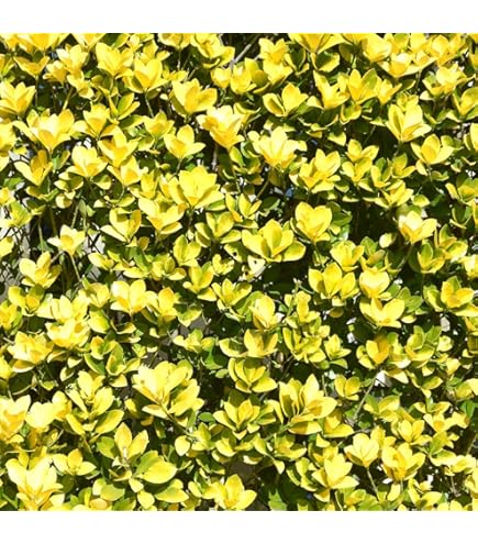 Amazon｜ハッピーガーデン ギフト ツゲの木 トピアリー ハート仕立て 1