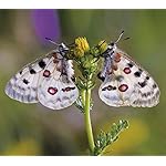 チョウ(蝶) Android(960×854)待ち受け Schmetterlinge 2021: Broschuerenkalender mit Ferienterminen チョウ(蝶) Android(960×854)待ち受け Schmetterlinge 2021: Broschuerenkalender mit Ferienterminen