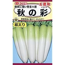 大根のえ 大根のえ F1 おでん大根 | 花＆グリーン 通販 | ホームセンター