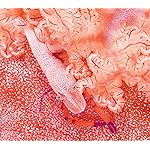 海の生き物 Android(960×854)待ち受け 2022 the Ocean Unseen Wall Calendar 海の生き物 Android(960×854)待ち受け 2022 the Ocean Unseen Wall Calendar