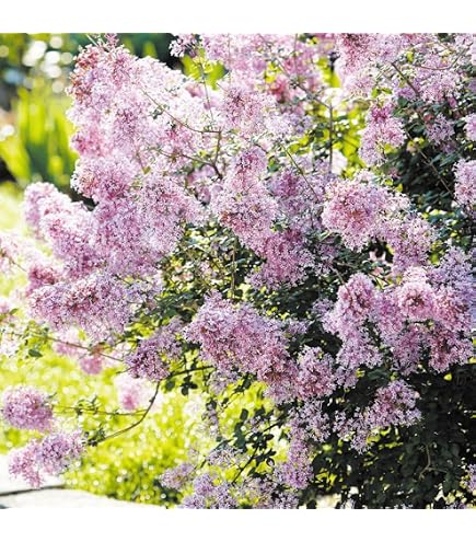 Amazon.co.jp: イチゴ苗 福岡いちご (品種名 福岡S6号) 6株 / 国華園
