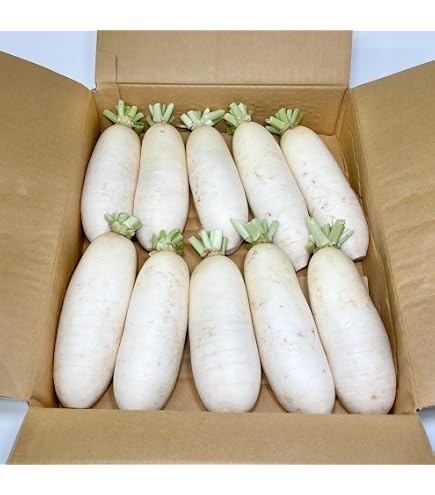 大根 15個セット Amazon.co.jp: ﾐﾔﾏ 2枚ぱりぱりさくら大根 15個入り : 食品・飲料・お酒