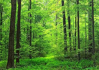 Amazon Co Jp 絵画風 壁紙ポスター 森林 森林浴 緑 目の保養 気分転換 癒し リフレッシュ はがせるシール式 キャラクロ Snr 001a2 版 594mm 4mm 建築用壁紙 耐候性塗料 ホーム キッチン