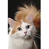 猫 Iphone 640 960 壁紙 岩合光昭 見上げる その他 スマホ用画像 猫 Iphone 640 960 壁紙 岩合光昭 見上げる その他 スマホ用画像