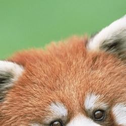 レッサーパンダの人気壁紙画像 Red Pandas 2017 Calendar