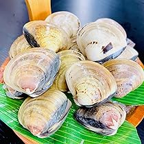 貝殻　5個まとめ売り 貝殻おまかせ5個セット(殻口0.2~0.3cm) | オカヤドカリショップ BiTa