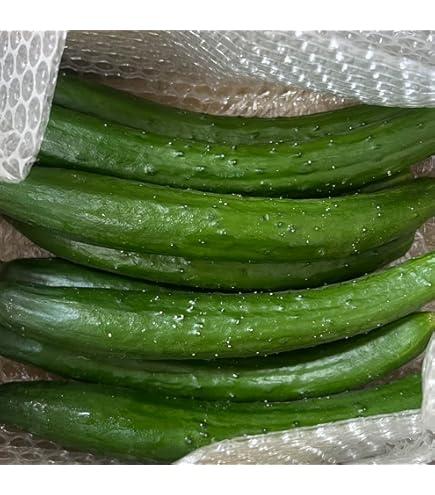 Amazon.co.jp: 大内ファーム 農家直送 もぎたて新鮮きゅうり A級品 2kg