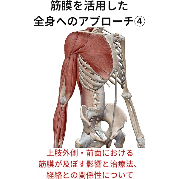ゆるりんアナトミートレインの理論と脊柱・上肢へのアプローチ アナトミー・トレイン 第4版 Web動画付 徒手運動療法のための筋