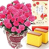 花のギフト社 母の日 花とスイーツ 花 鉢植え カーネーション 花鉢 プレゼント お菓子 スイーツ