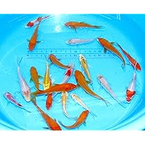 Amazon | 【めだか街道】錦鯉 SMサイズ 10～15cm前後 8匹