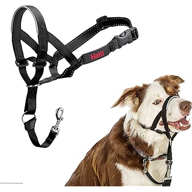 中型犬用カラー&リード 楽天市場】バイカラーコードリード Free Solgra-ソルグラ- 犬用