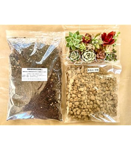 Amazon.co.jp: 多肉植物*可愛い斑入りベビーサンローズ錦＊カット苗