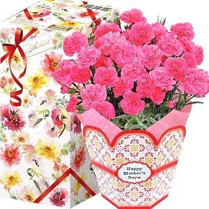 花のギフト社 母の日 カーネーション 花鉢 鉢花 鉢植え プレゼント 花 鉢 フラワーギフト 5号鉢