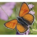 チョウ(蝶) HD(1440×1280) Schmetterlinge 2021: Broschuerenkalender mit Ferienterminen チョウ(蝶) HD(1440×1280) Schmetterlinge 2021: Broschuerenkalender mit Ferienterminen