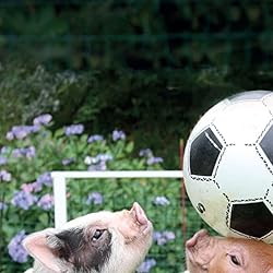 ブタの人気壁紙画像 The Famous Teacup Pigs of Pennywell Farm