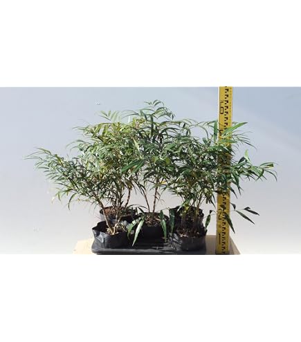 Amazon.co.jp: Get! Plants マホニア コンフューサ 18cmポット 4本