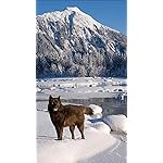 オオカミ HD(720×1280)壁紙 National Geographic: Wolves 2023 Wall Calendar オオカミ HD(720×1280)壁紙 National Geographic: Wolves 2023 Wall Calendar