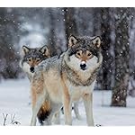 オオカミ Android(960×854)待ち受け Wolves 2021 (Wonderful World)  オオカミ Android(960×854)待ち受け Wolves 2021 (Wonderful World)
