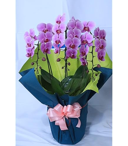 All flowers⭐️新品レア6枚set⭐️ラベンダー　旧ミモザ　シロツメクサ ミディ胡蝶蘭(4号鉢ラージサイズ2本立ち ホワイト系) – AOYAMA