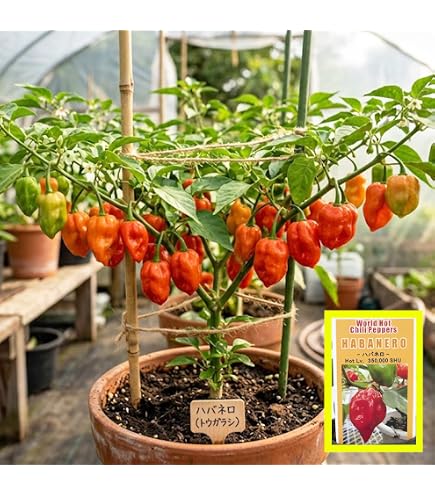 Amazon.co.jp: 辛とうがらし Orange Habanero オレンジ ハバネロ9cm