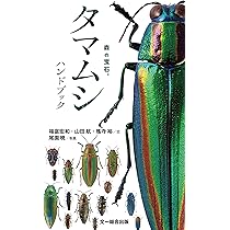 ベトナム産　美麗タマムシ　45mm 81AeB4tPw1L._AC_UL210_SR210,