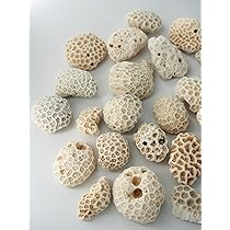 Amazon.co.jp: 【貝殻の問屋さん】サンゴ石【5cm前後/約1kg
