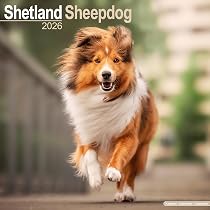 Amazon | Shetland Sheepdog Calendar 2026 Square Dog Breed Wall