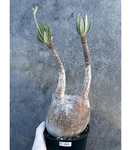 Amazon｜ハンドメイド クラフトプランツ パキポディウム グラキリス