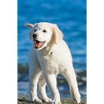 犬 iPhone(640×960)壁紙 カレンダー2024 ゴールデン・レトリーバー 犬 iPhone(640×960)壁紙 カレンダー2024 ゴールデン・レトリーバー