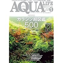 月刊アクアライフ 2026年01月号 2026カラシン超図鑑500 ○特別付録