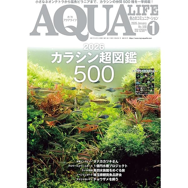 月刊アクアライフ 2025年01月号 ナマズ超図鑑500 ☆特別付録