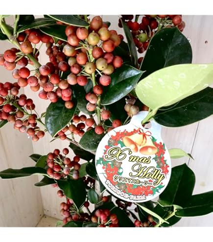 Amazon.co.jp: 観葉植物 花木：クリスマスホーリー*チャイニーズ