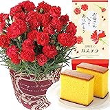 花のギフト社 母の日 花とスイーツ 花 鉢植え カーネーション 花鉢 プレゼント お菓子 スイーツ