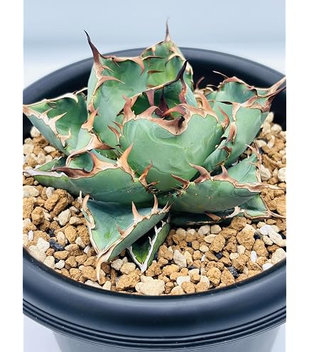 Amazon｜アガベ チタノタ白犀牛(シロサイギュウ)/Agave titanota